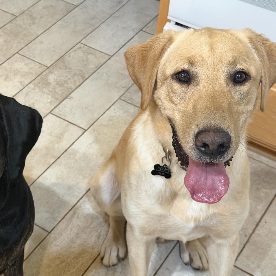 Enlarge Leo, a ADOPTABLE Labrador Retriever in Sacramento, CA image 3/4