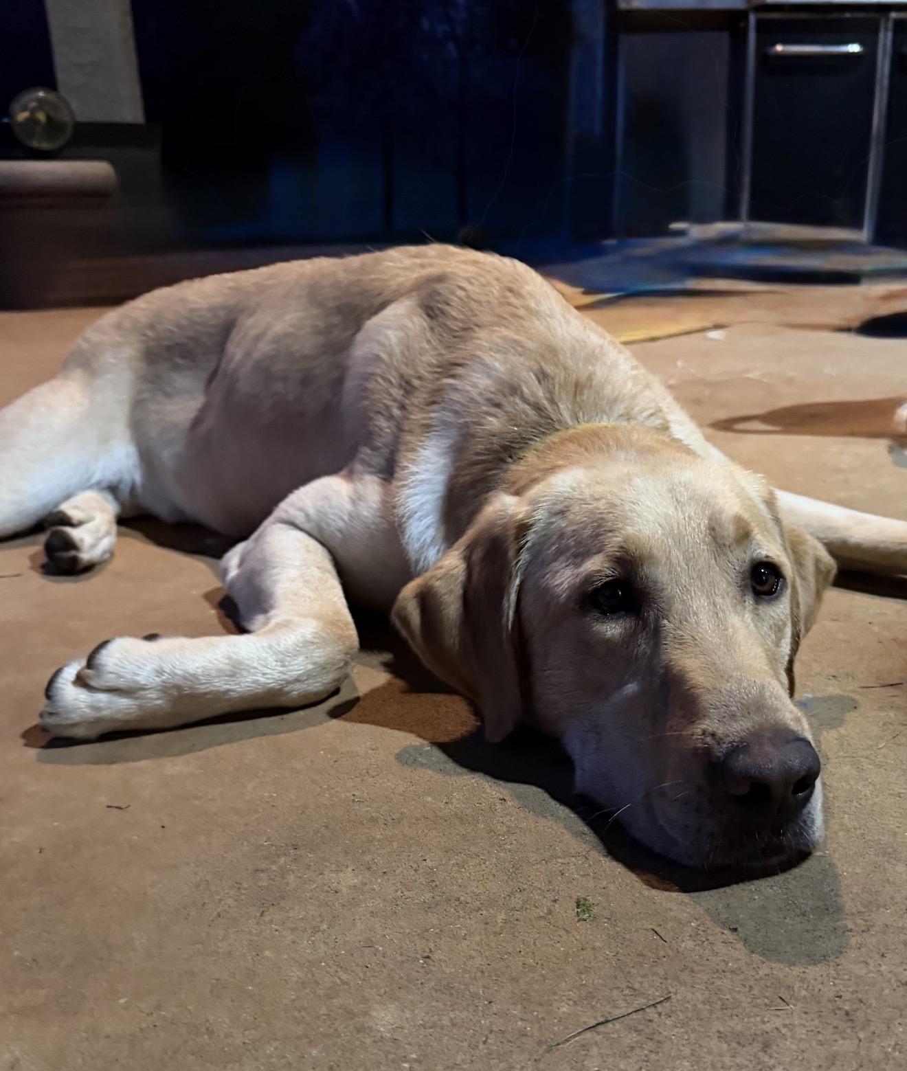 Enlarge Leo, a ADOPTABLE Labrador Retriever in Sacramento, CA image 4/4