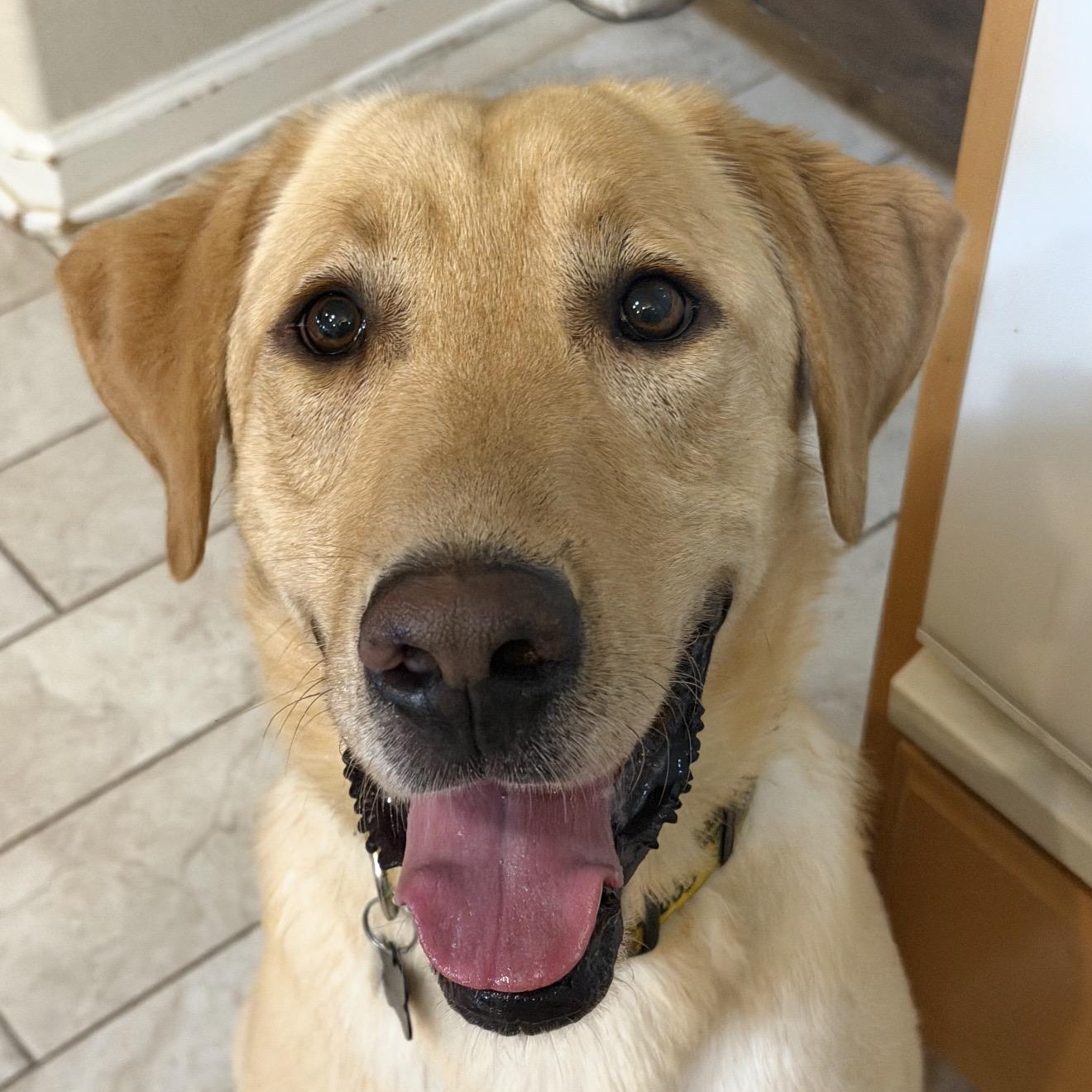 Leo, ADOPTABLE, Young Male Labrador Retriever.
