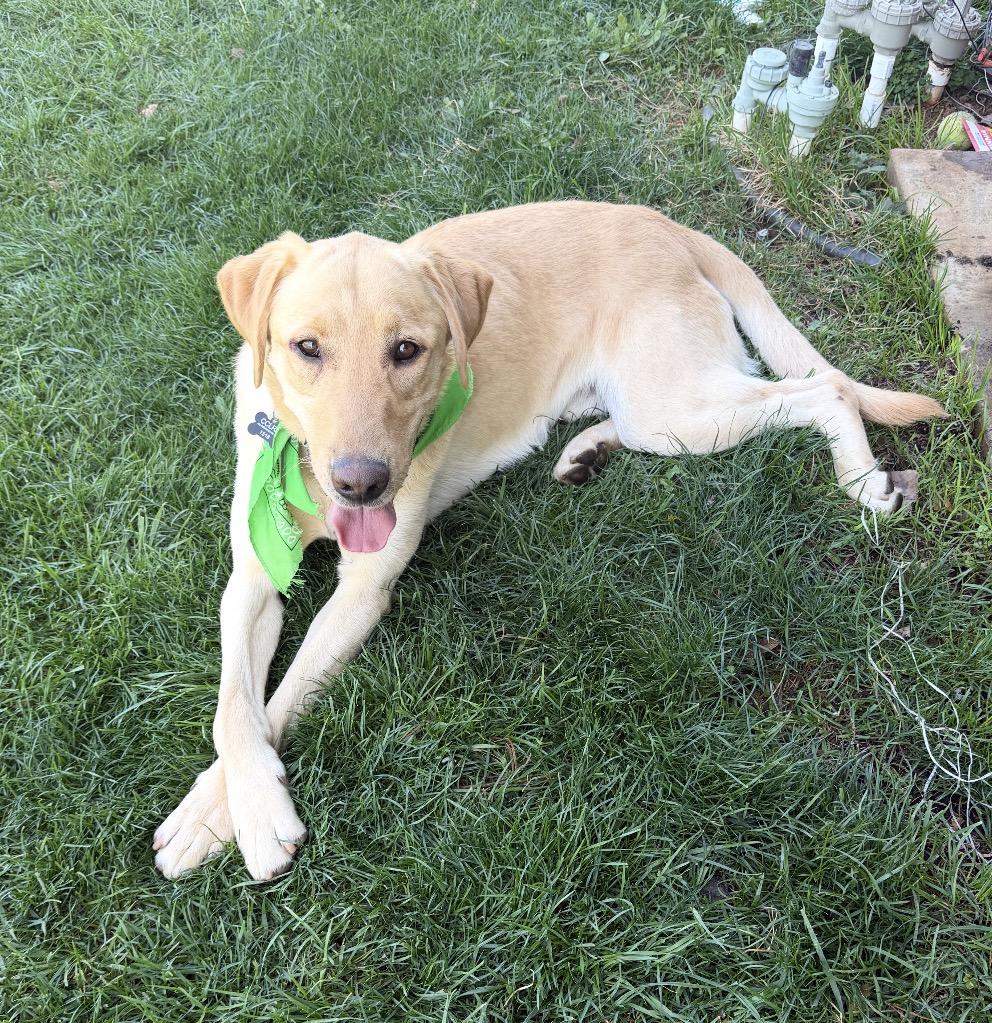 Enlarge Leo, a ADOPTABLE Labrador Retriever in Sacramento, CA image 2/4