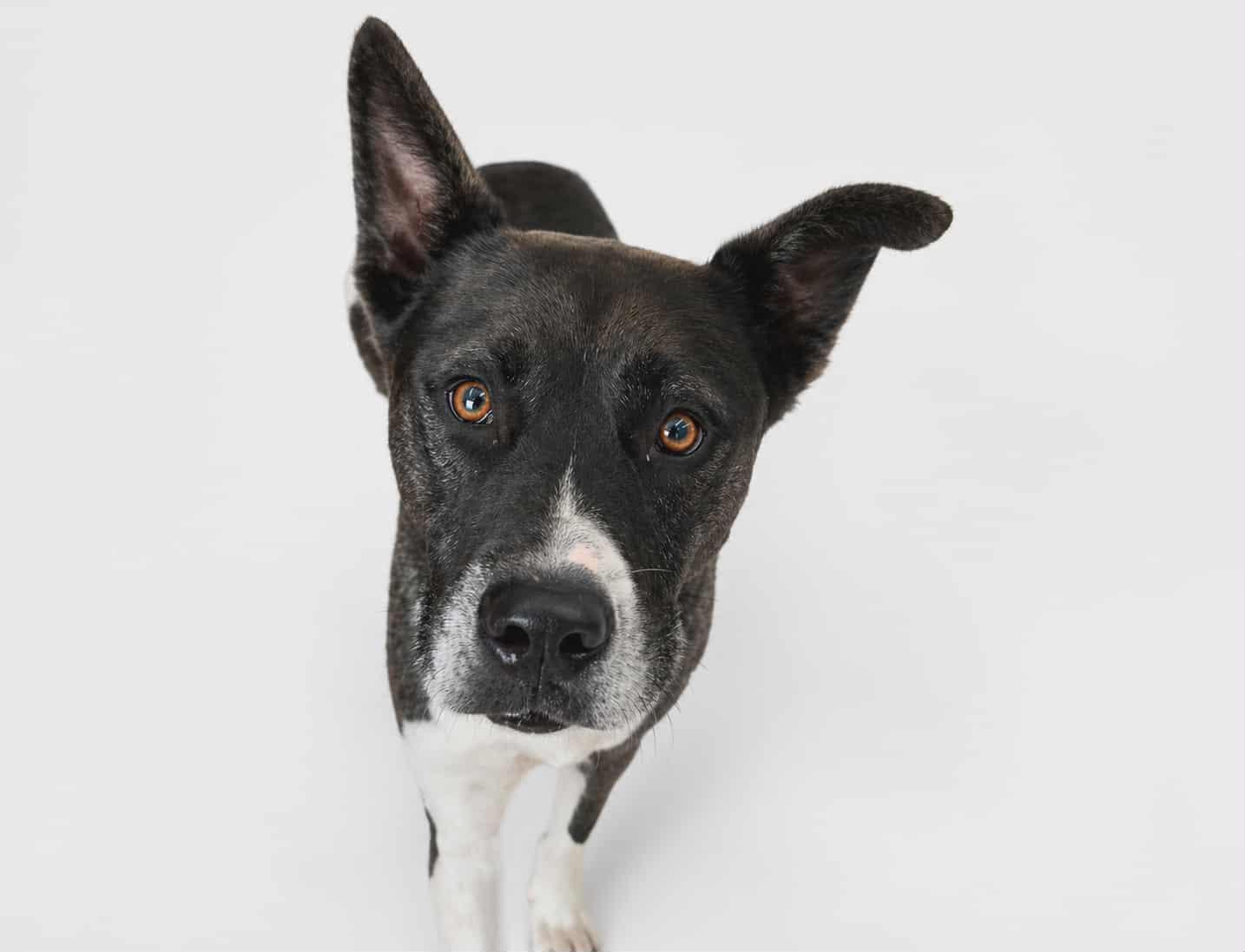 Enlarge SIMON, a Adoptable mixed breed in Dix Hills, NY image 6/6