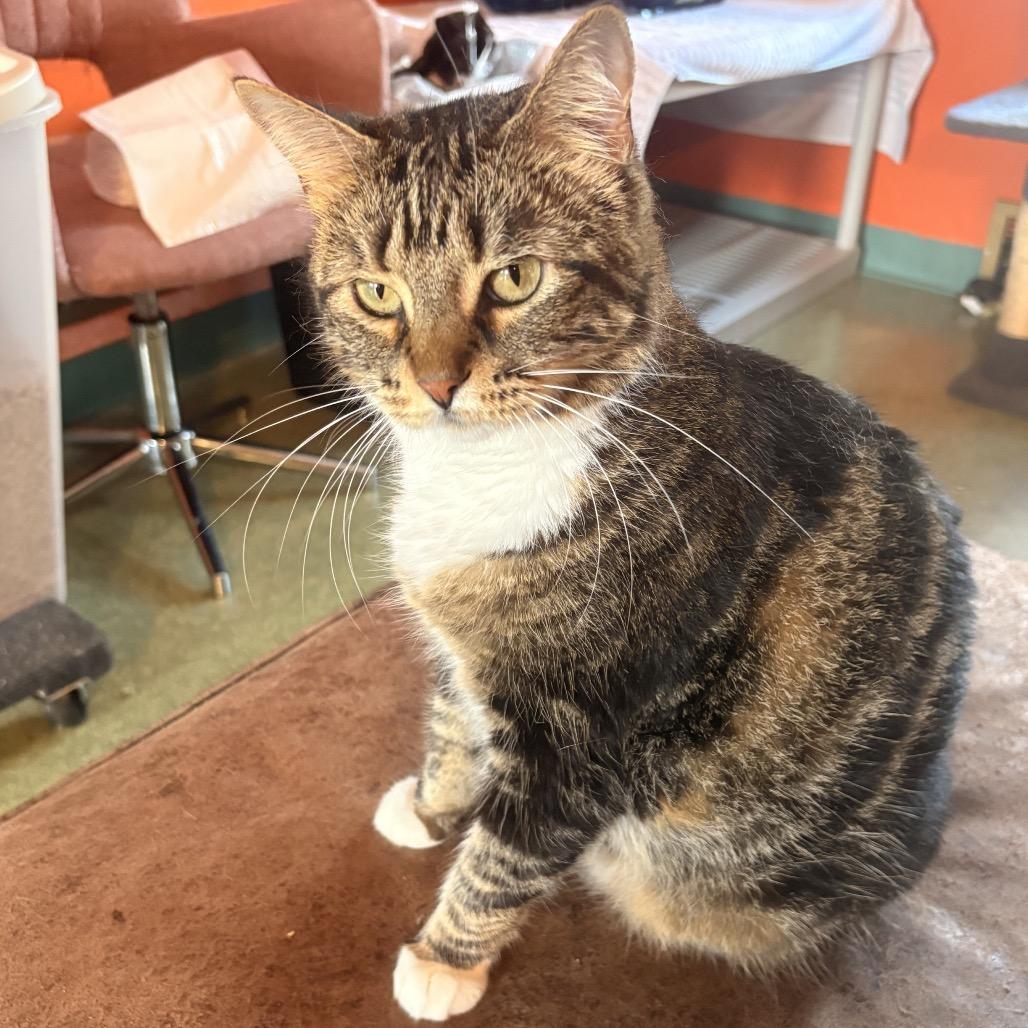 Lisa Frank, Adoptable, Adult Female Bengal & Domestic Short Hair.