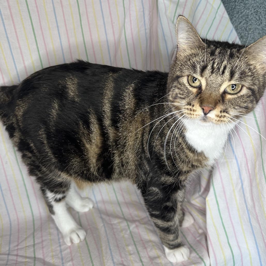 Enlarge Lisa Frank, a Adoptable mixed breed in Mount Vernon, IL image 2/5