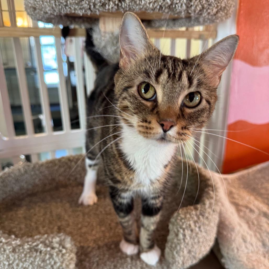 Lisa Frank, a Adoptable mixed breed in Mount Vernon, IL image 1/4