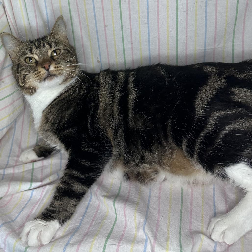 Enlarge Lisa Frank, a Adoptable mixed breed in Mount Vernon, IL image 3/5