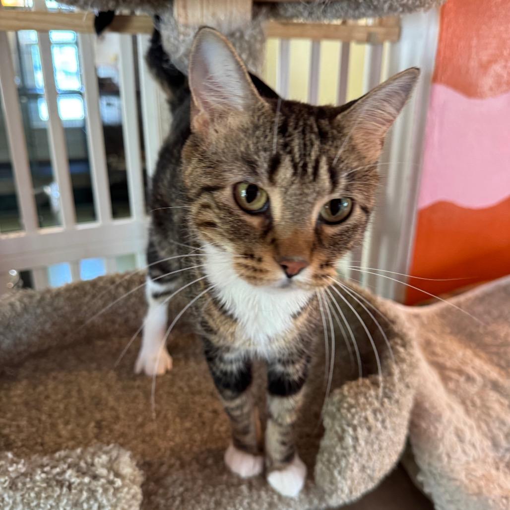 Lisa Frank, a Adoptable mixed breed in Mount Vernon, IL image 2/4