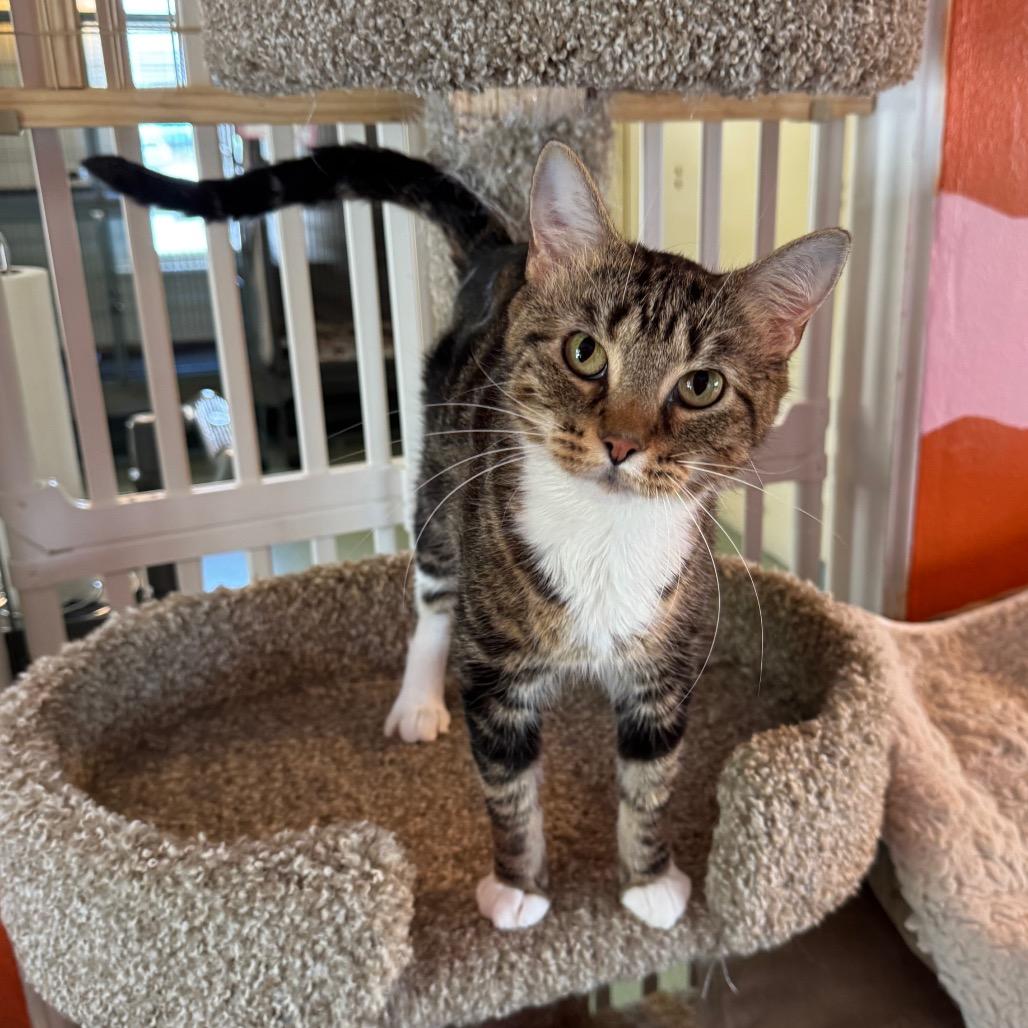 Lisa Frank, a Adoptable mixed breed in Mount Vernon, IL image 3/4
