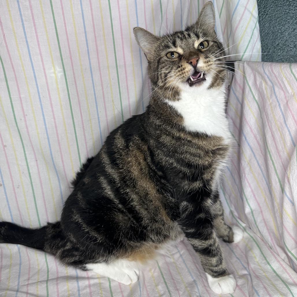 Enlarge Lisa Frank, a Adoptable mixed breed in Mount Vernon, IL image 5/5