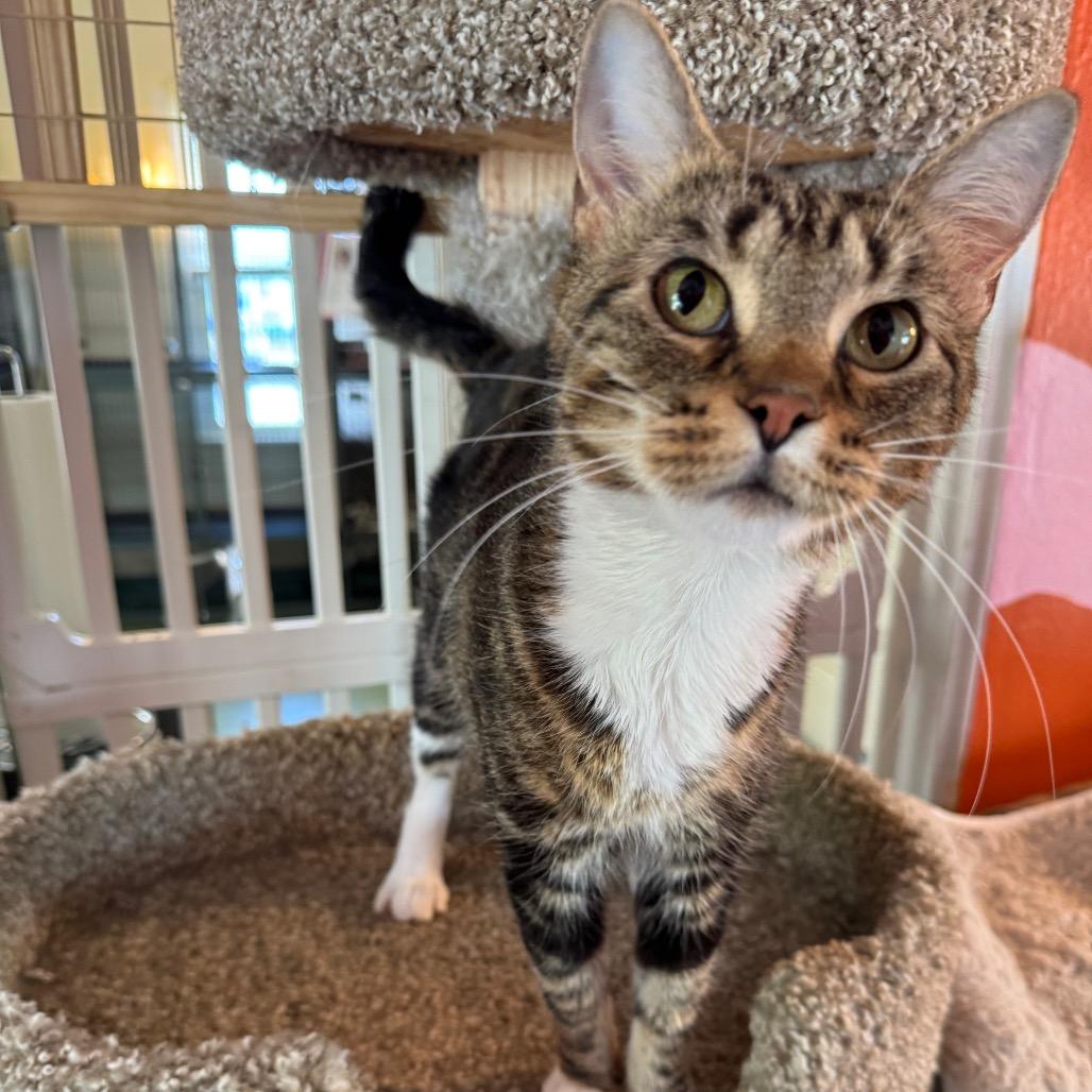 Lisa Frank, a Adoptable mixed breed in Mount Vernon, IL image 4/4