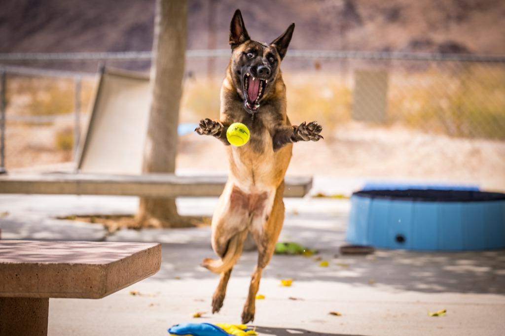 Peaches, Adoptable, Young Female Belgian Shepherd / Malinois.