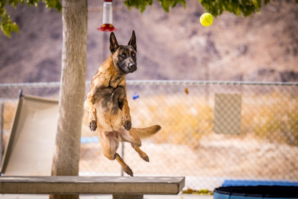Peaches, a Adoptable Belgian Shepherd / Malinois in Twentynine Palms, CA image 2/6