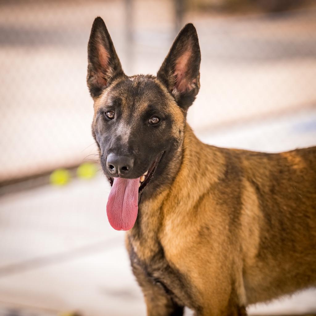 Peaches, a Adoptable Belgian Shepherd / Malinois in Twentynine Palms, CA image 3/6