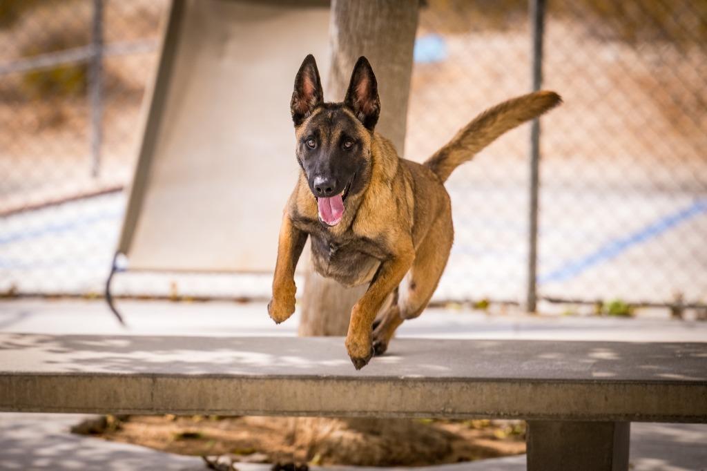 Peaches, a Adoptable Belgian Shepherd / Malinois in Twentynine Palms, CA image 4/6