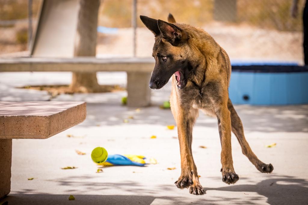 Peaches, a Adoptable Belgian Shepherd / Malinois in Twentynine Palms, CA image 5/6