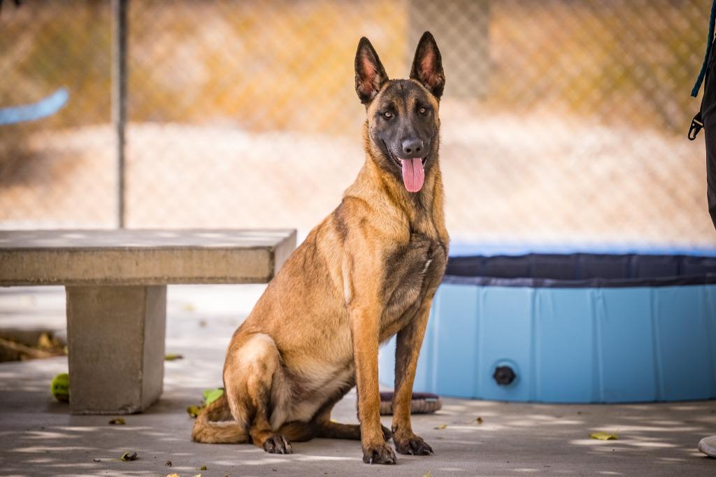 Peaches, a Adoptable Belgian Shepherd / Malinois in Twentynine Palms, CA image 6/6