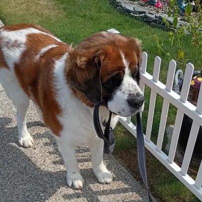 Enlarge Lady, a Adoptable Saint Bernard in Buffalo, NY image 3/6