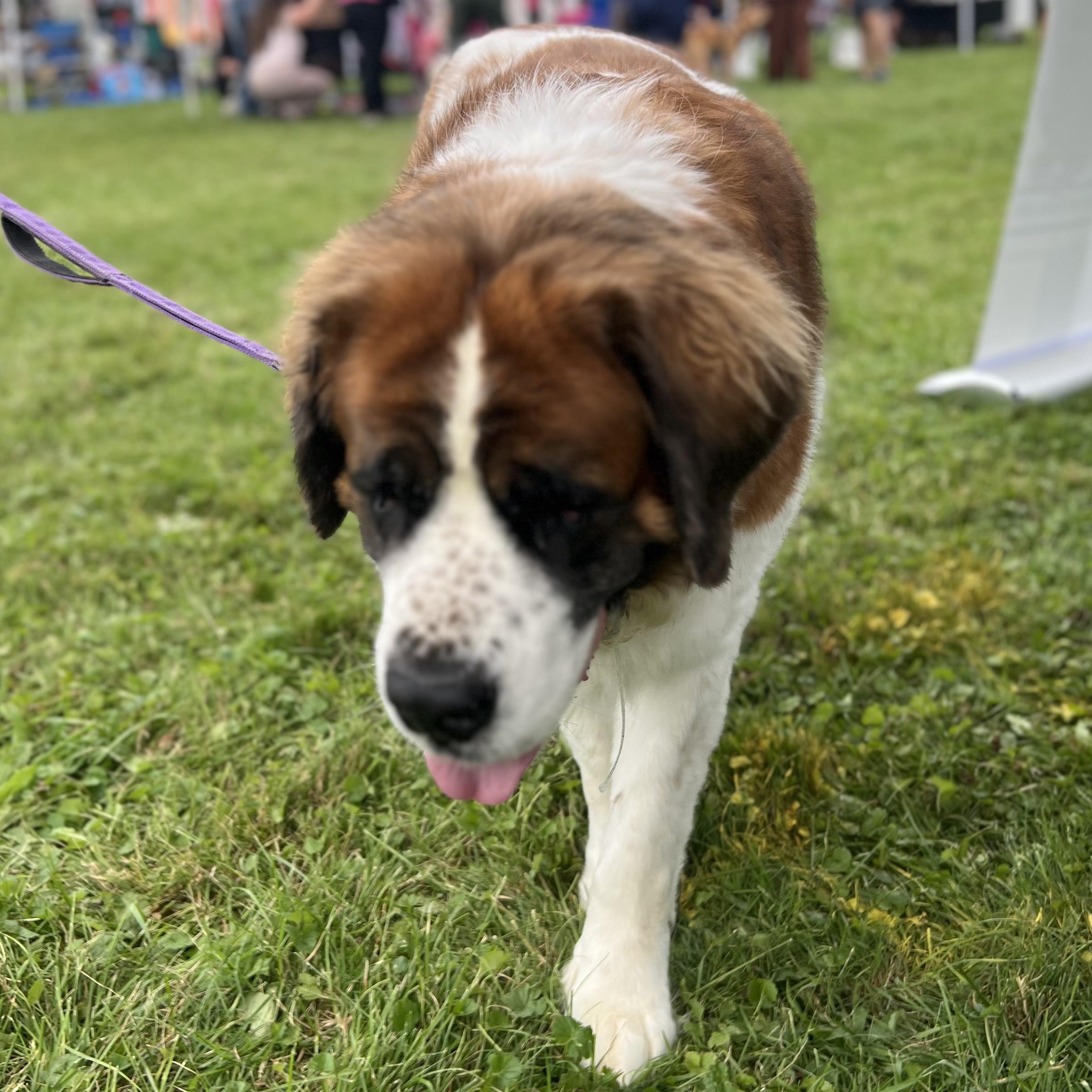 Enlarge Lady, a Adoptable Saint Bernard in Buffalo, NY image 5/6