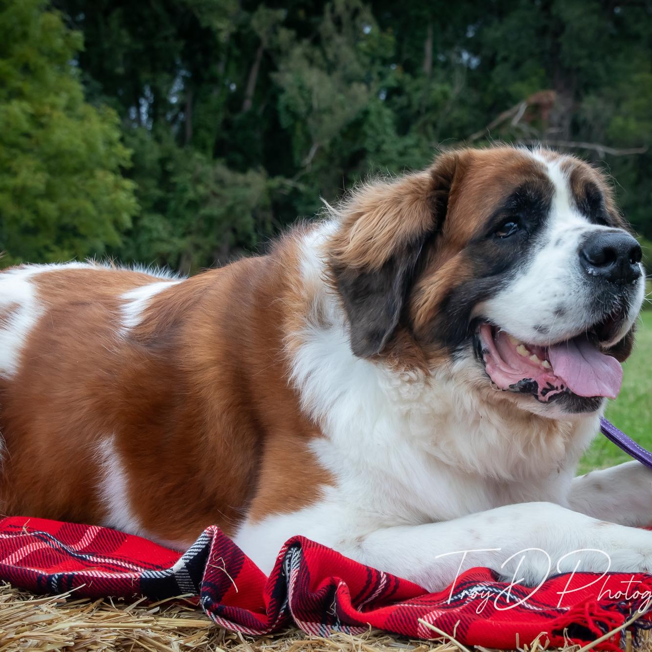 Enlarge Lady, a Adoptable Saint Bernard in Buffalo, NY image 6/6