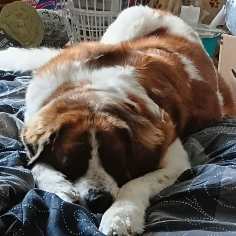 Enlarge Lady, a Adoptable Saint Bernard in Buffalo, NY image 4/6