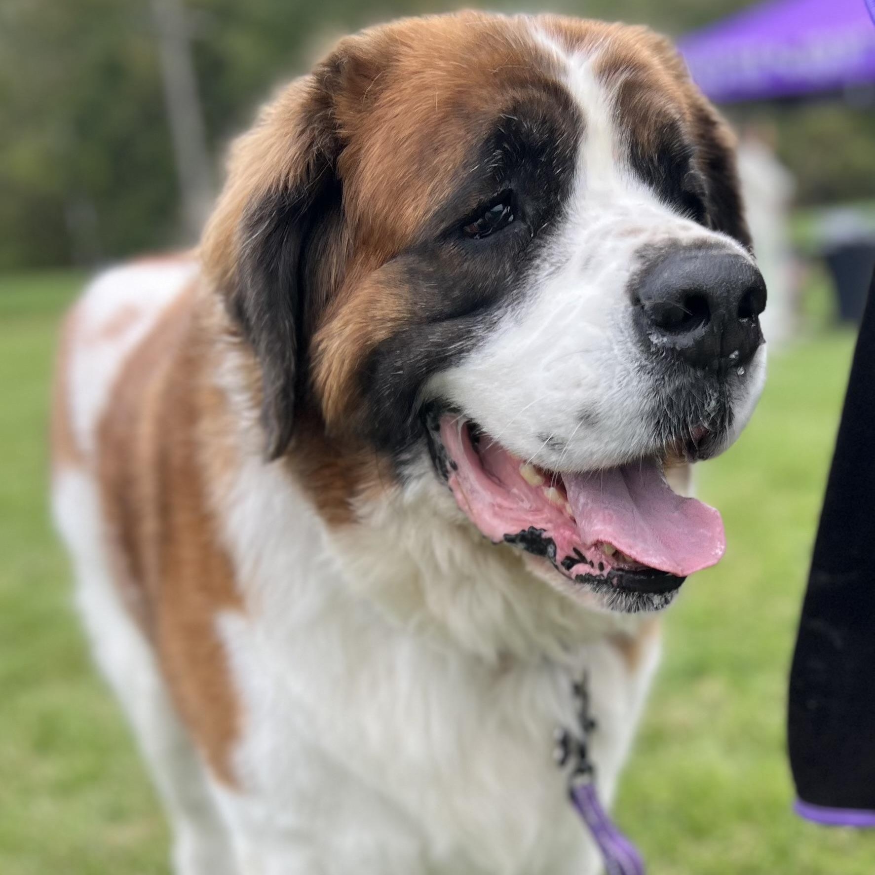 Lady, Adoptable, Senior Female Saint Bernard.