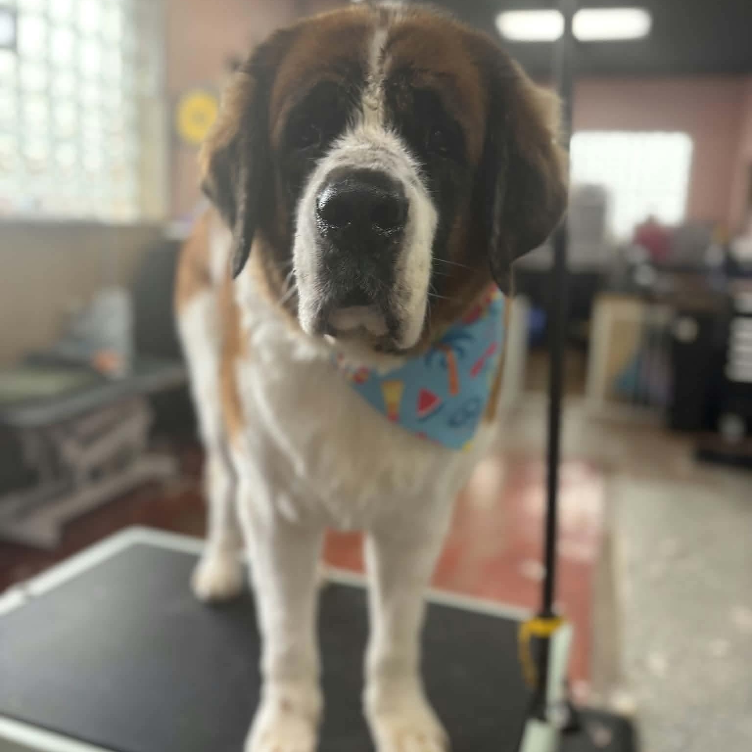 Enlarge Lady, a Adoptable Saint Bernard in Buffalo, NY image 2/6