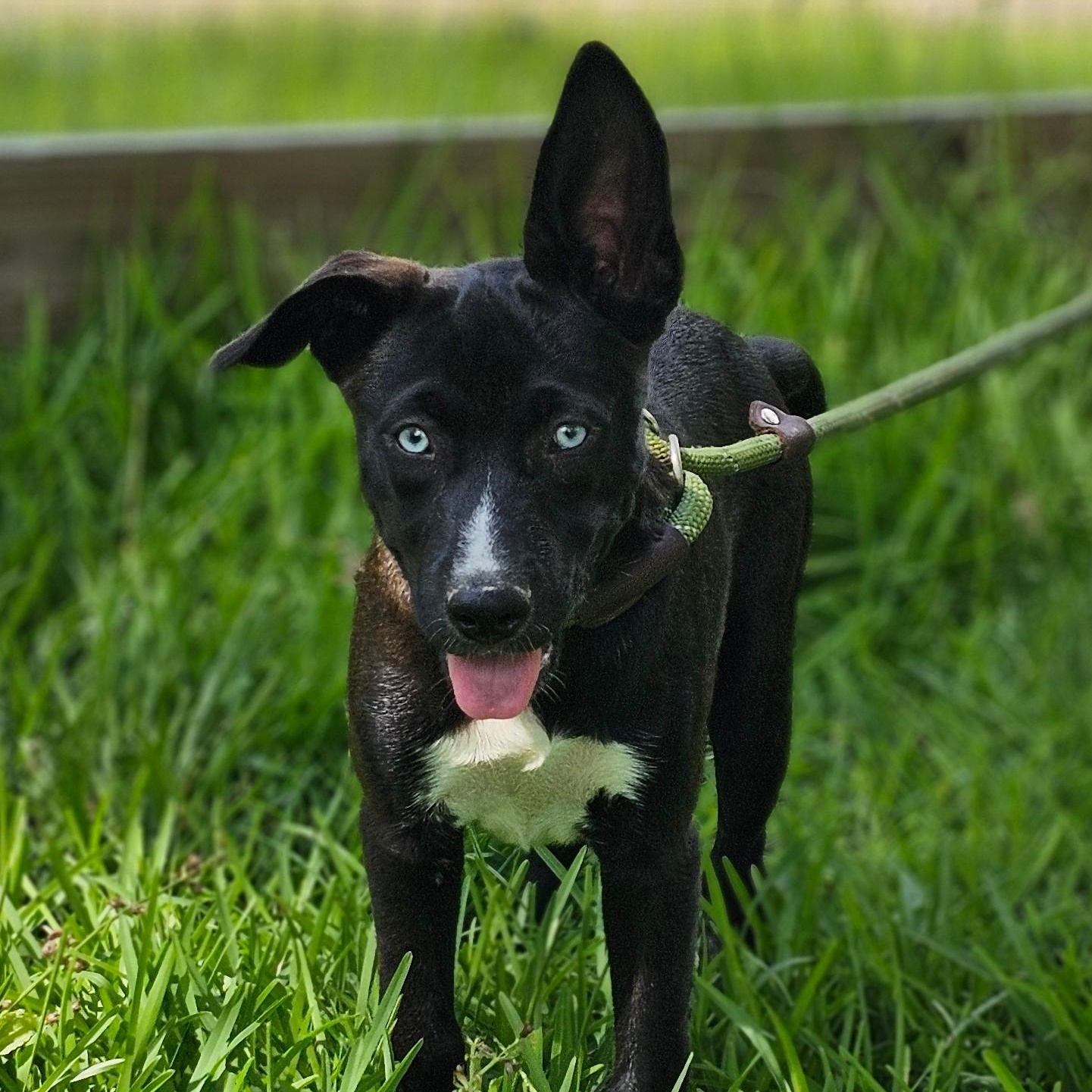 Nyla