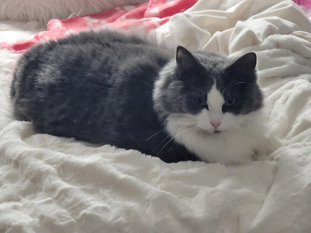 Enlarge Pretty Kitty 4153, a Adoptable Domestic Long Hair in Locust Grove, VA image 1/3