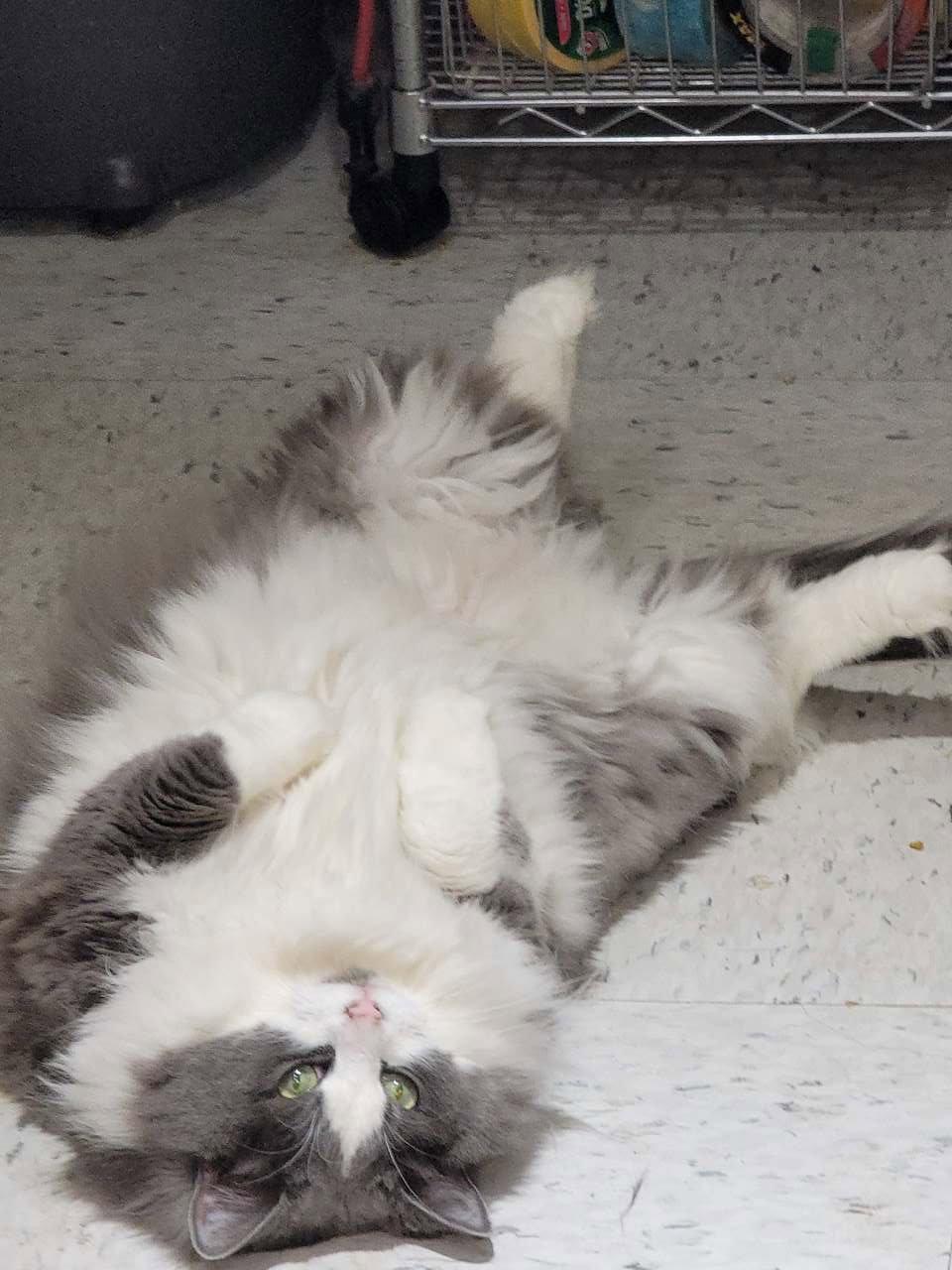 Enlarge Pretty Kitty 4153, a Adoptable Domestic Long Hair in Locust Grove, VA image 2/3