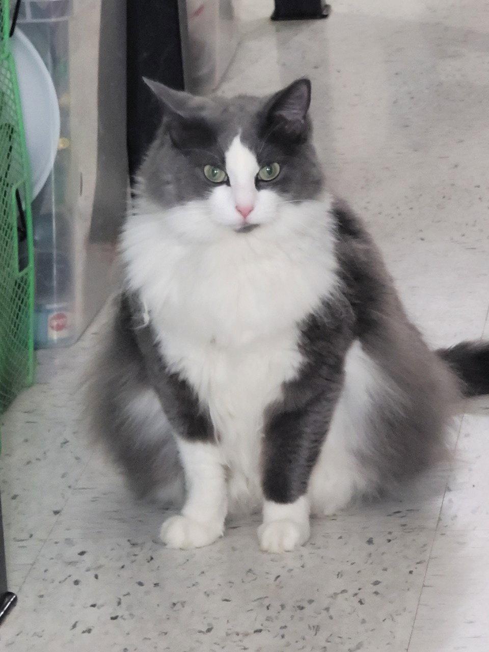 Enlarge Pretty Kitty 4153, a Adoptable Domestic Long Hair in Locust Grove, VA image 3/3