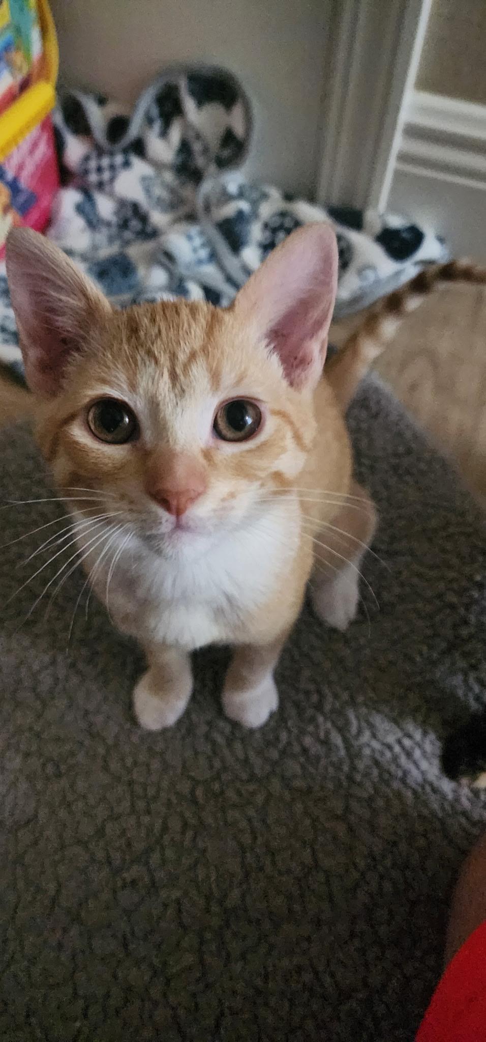 Enlarge Maya, a Adoptable Domestic Short Hair in St Petersburg, FL image 2/2