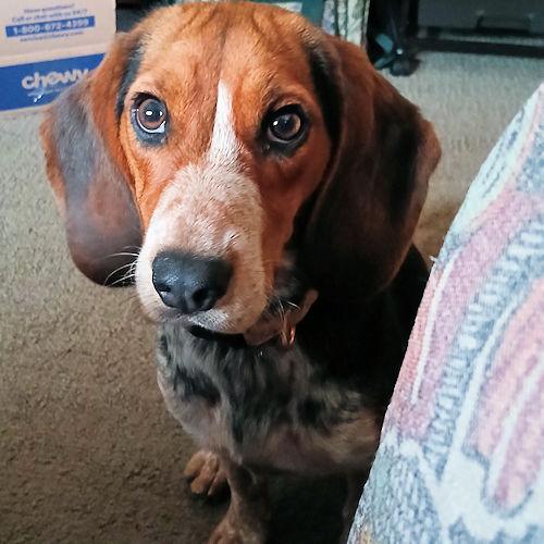 Daisy, a ADOPTABLE Beagle in Toledo, OH image 5/6