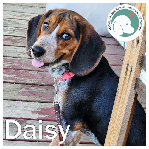 Daisy, ADOPTABLE, Puppy Female Beagle.