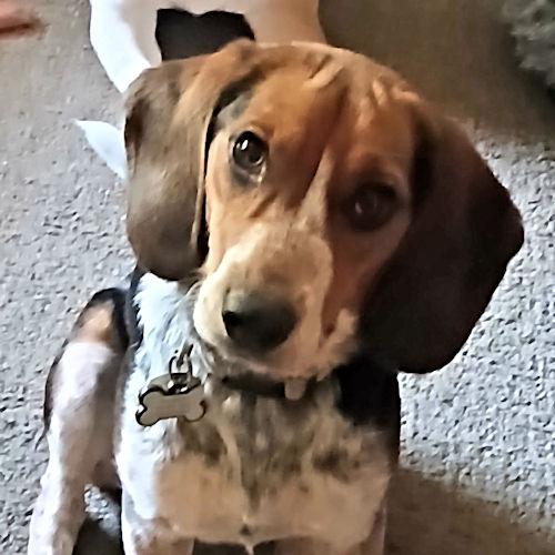 Daisy, a ADOPTABLE Beagle in Toledo, OH image 6/6