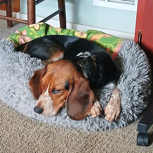 Daisy, a ADOPTABLE Beagle in Toledo, OH image 3/6