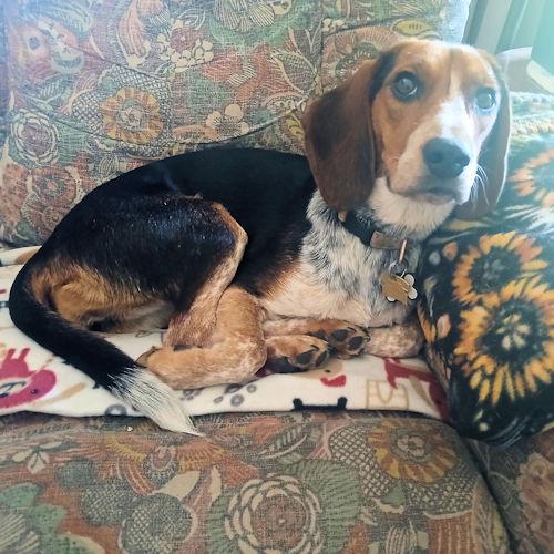 Daisy, a ADOPTABLE Beagle in Toledo, OH image 2/6