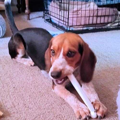Daisy, a ADOPTABLE Beagle in Toledo, OH image 4/6
