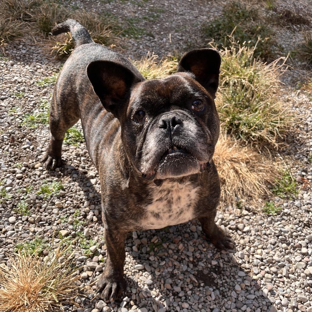 Bear, Adoptable, Adult Male Mixed Breed.