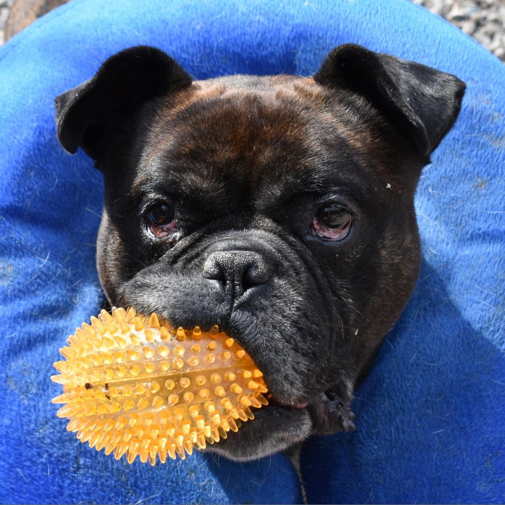 Enlarge Bear, a Adoptable Mixed Breed in Fairport, NY image 2/6