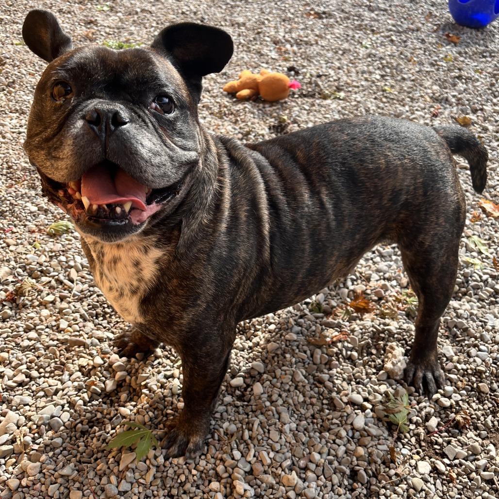 Enlarge Bear, a Adoptable Mixed Breed in Fairport, NY image 3/6