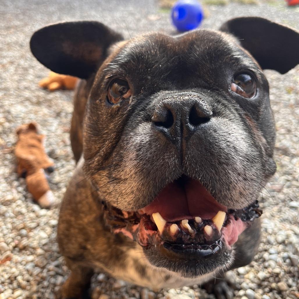 Enlarge Bear, a Adoptable Mixed Breed in Fairport, NY image 4/6