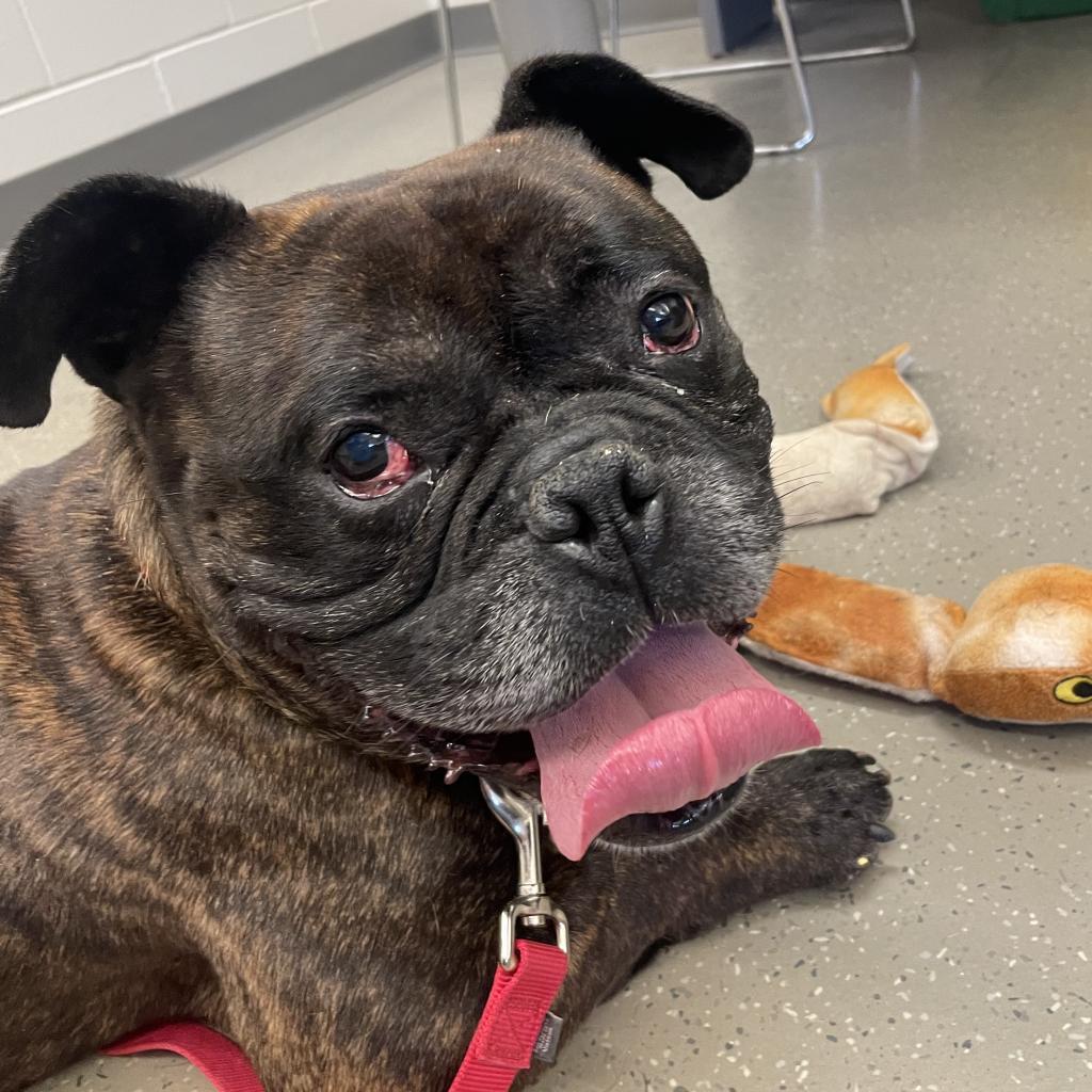 Enlarge Bear, a Adoptable Mixed Breed in Fairport, NY image 5/6