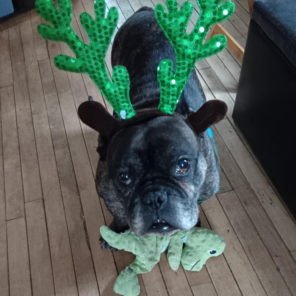 Enlarge Bear, a Adoptable Mixed Breed in Fairport, NY image 6/6