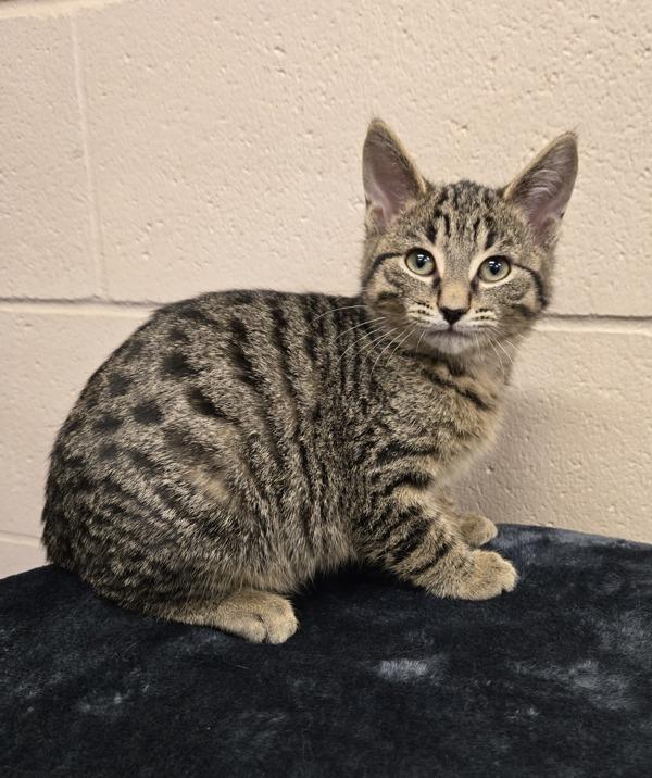 Xaden, Adopted, Kitten Male Domestic Short Hair.