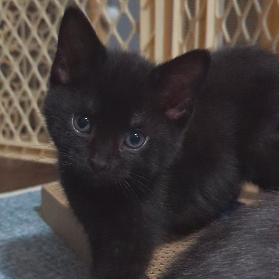 Luna, Adoptable, Kitten Female Domestic Short Hair.