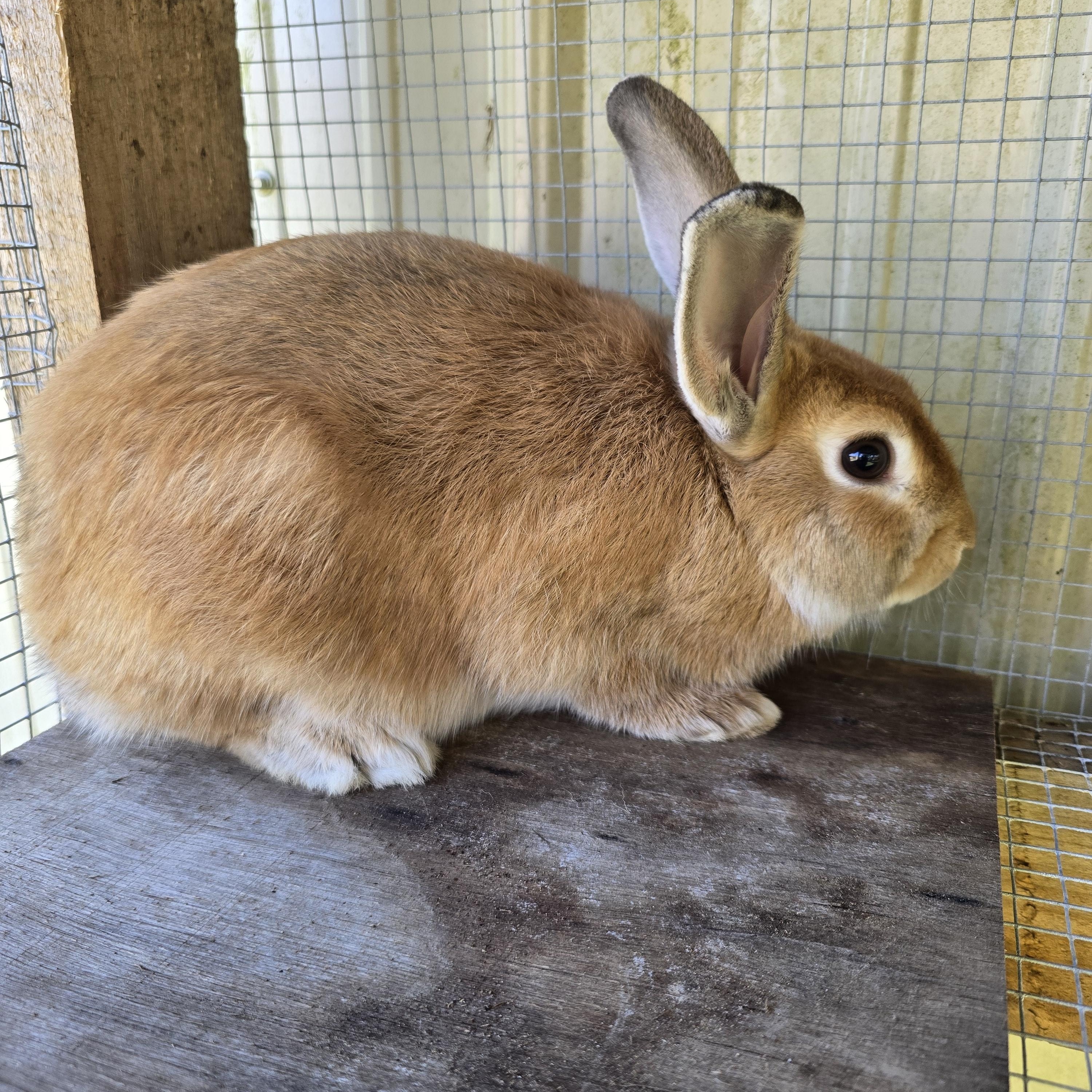 Sunny, Adoptable, Adult Male New Zealand.