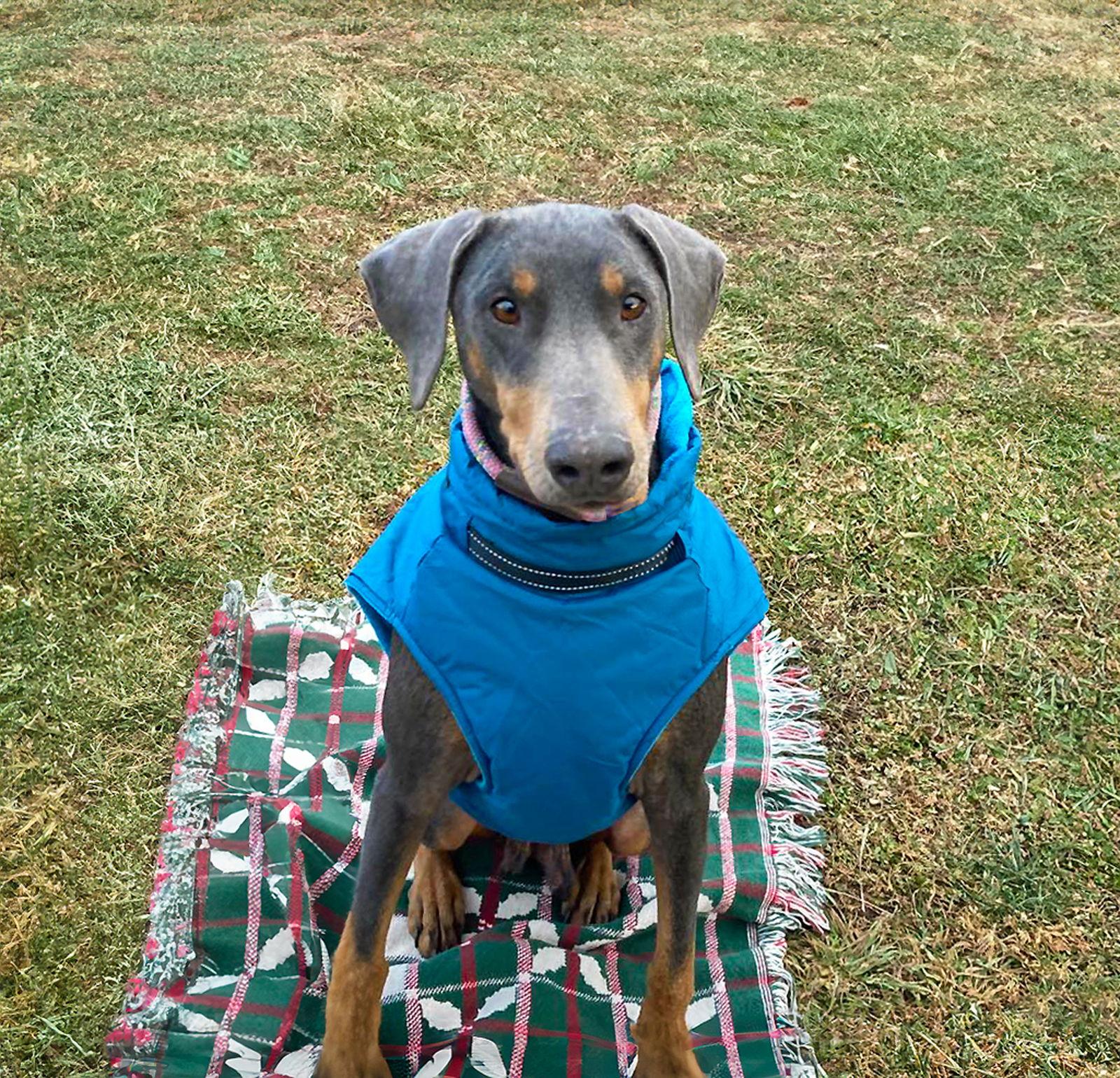 Enlarge Dot, a Adoptable Doberman Pinscher in Coatesville, PA image 1/3