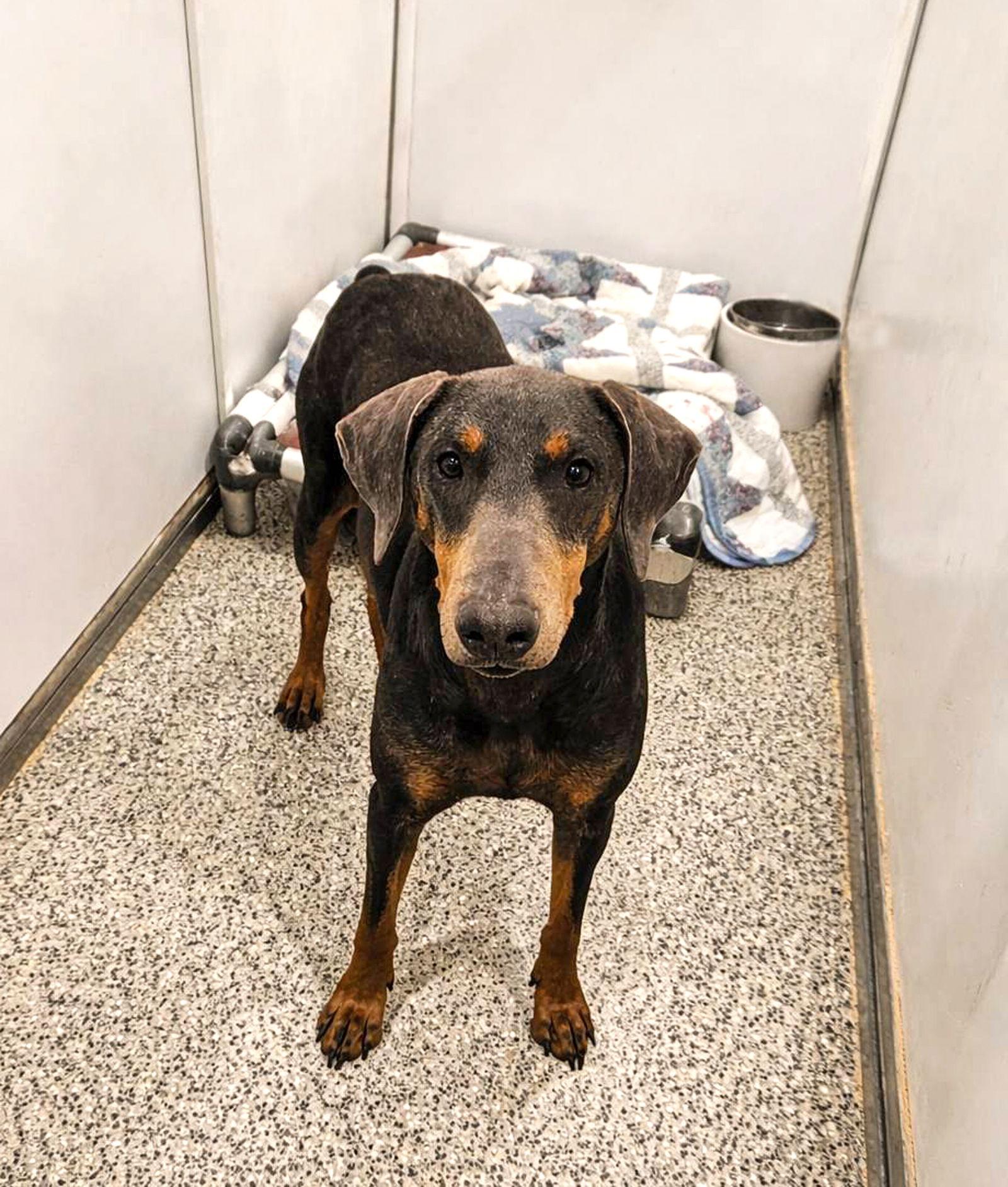 Enlarge Dot, a Adoptable Doberman Pinscher in Coatesville, PA image 2/3