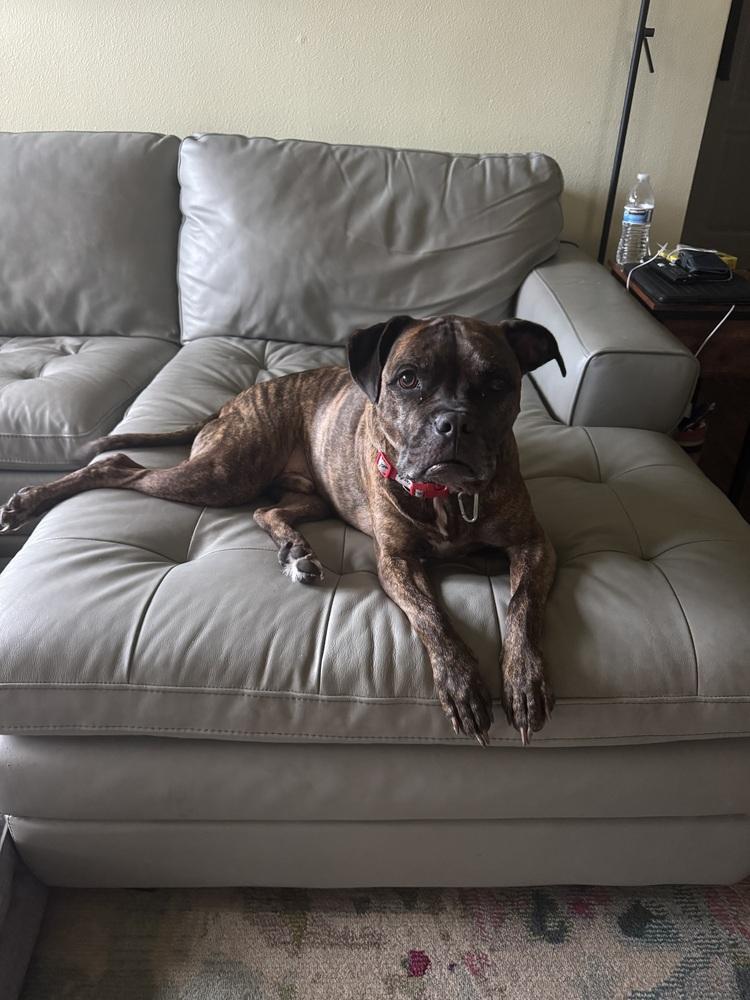 Rhodie, Adoptable, Adult Male American Staffordshire Terrier.