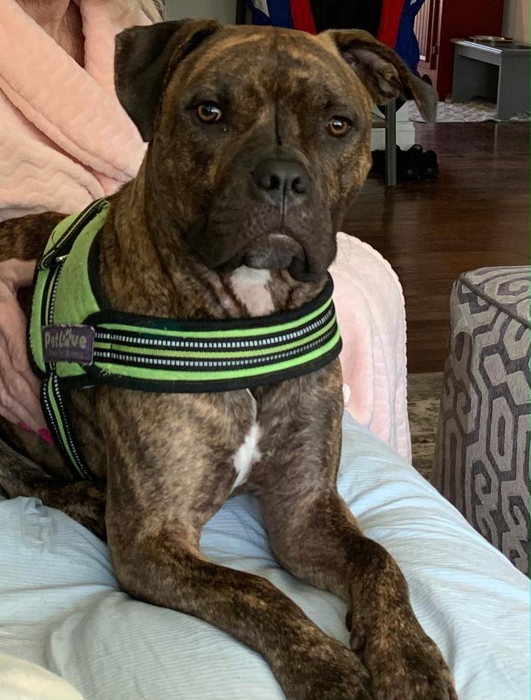 Enlarge Rhodie, a Adoptable mixed breed in Orlando, FL image 2/2