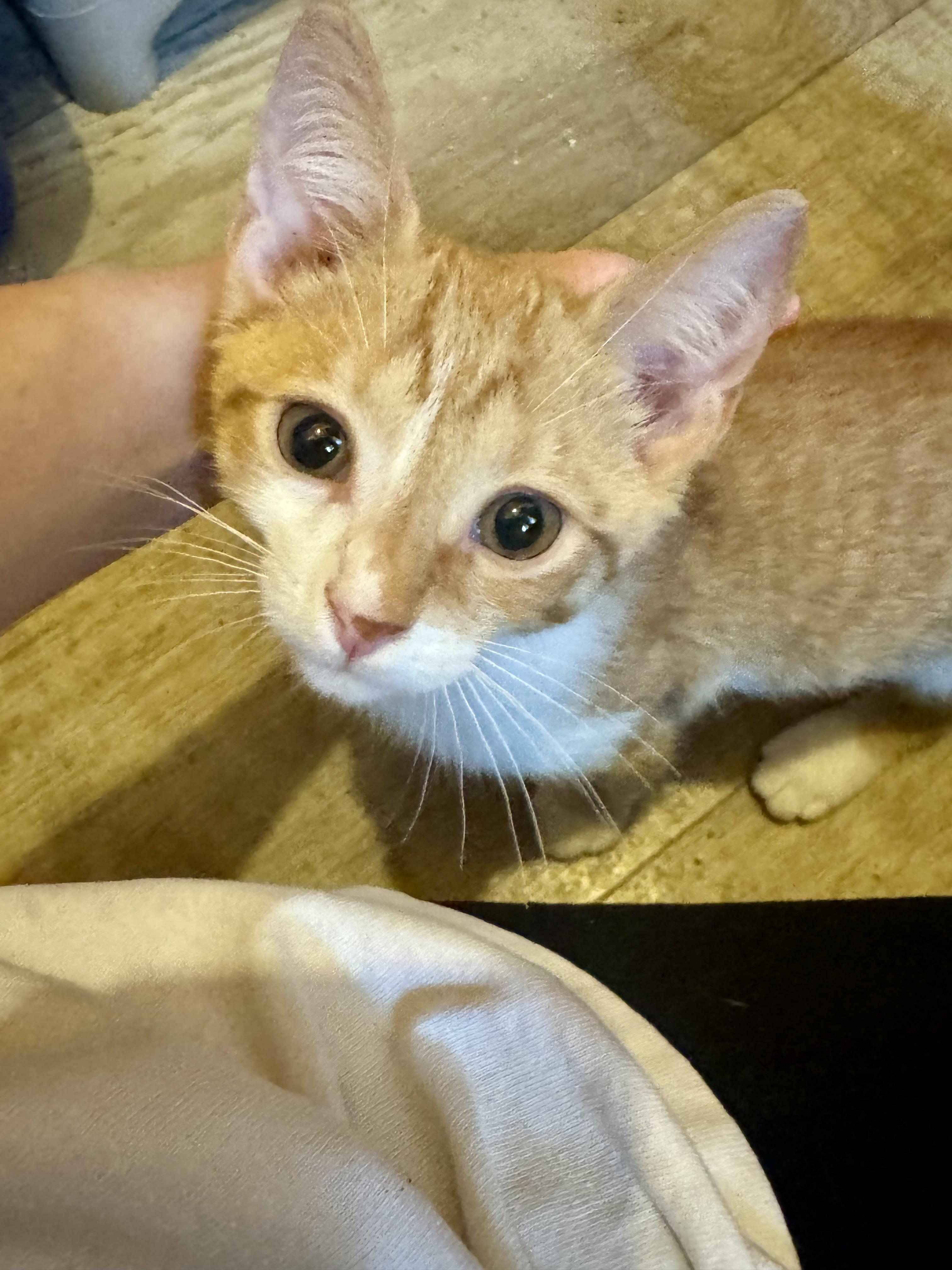 Tangelo, a Adoptable Domestic Short Hair in North Tonawanda, NY image 6/6